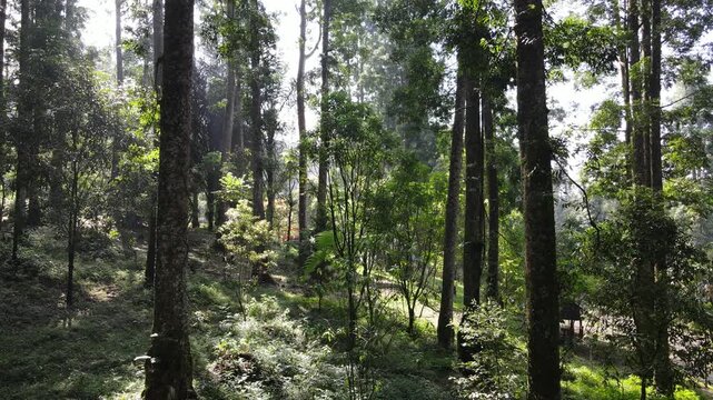 Aerial Footage of Pine and Damar Trees in Dense Forest, Scenic Nature Trail from Above