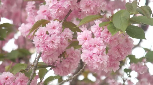 里桜」の写真素材 | 4,853件の無料イラスト画像 | Adobe Stock