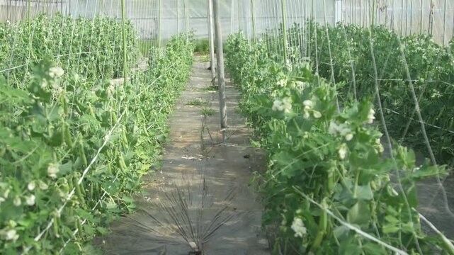 	風に揺れるエンドウ豆