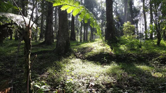 Aerial Footage of Pine and Damar Trees in Dense Forest, Scenic Nature Trail from Above