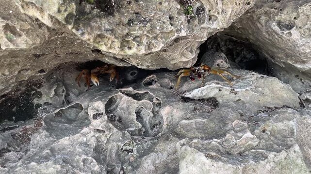 Crabs hiding in rocky crevice