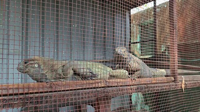 Rhinoceros iguana (cyclura cornuta). Conservation concept