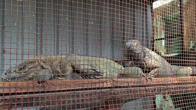 Rhinoceros iguana (cyclura cornuta). Conservation concept