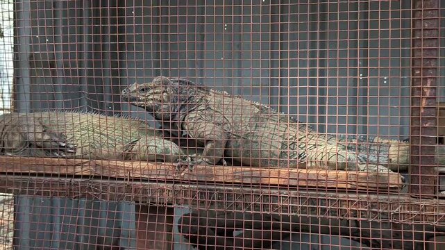 Rhinoceros iguana (cyclura cornuta). Conservation concept
