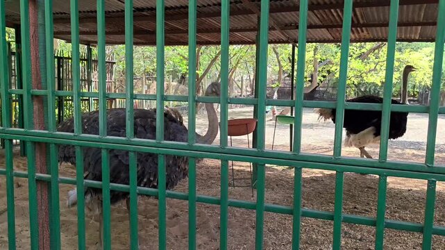Common ostrich standing in zoo enclosure behind metal fence