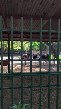 Common ostrich standing in zoo enclosure behind metal fence