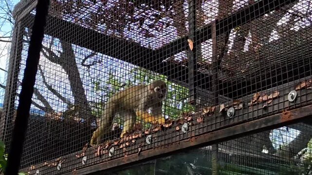 Playful squirrel monkey in zoo enclosure