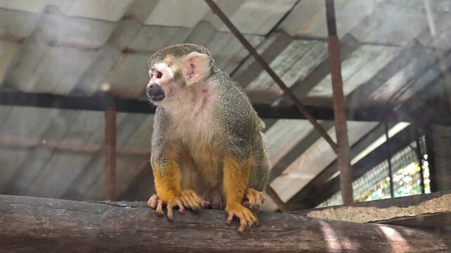 Playful squirrel monkey in zoo enclosure