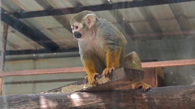 Playful squirrel monkey in zoo enclosure