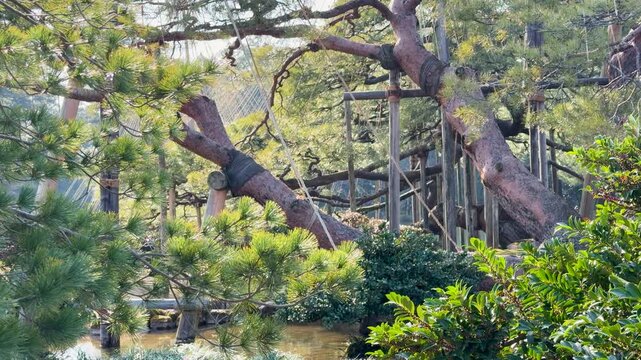 Traditional Japanese Pine Tree with Yukizuri Winter Protection in Kenrokuen Garden