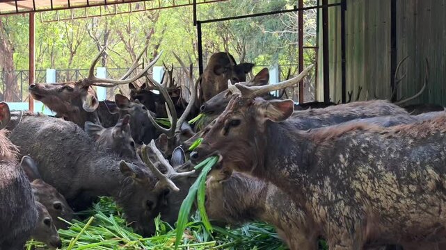 Herd of sambar deer (rusa unicolor) feeding on green grass in a wildlife sanctuary