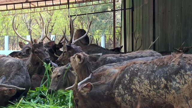 Herd of sambar deer (rusa unicolor) feeding on green grass in a wildlife sanctuary