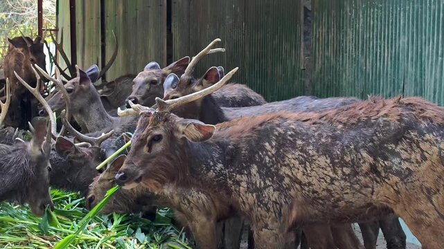 Herd of sambar deer (rusa unicolor) feeding on green grass in a wildlife sanctuary