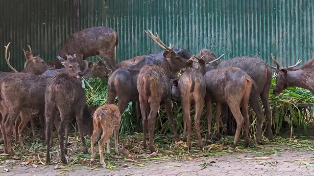Herd of sambar deer (rusa unicolor) feeding on green grass in a wildlife sanctuary