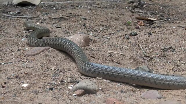 Checkered keelback (Fowlea piscator) snake in its natural habitat