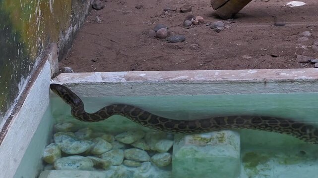 Anaconda snake swimming and moving in a captive water enclosure