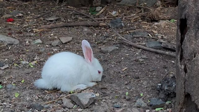 White rabbit with pink eyes sitting in a garden habitat