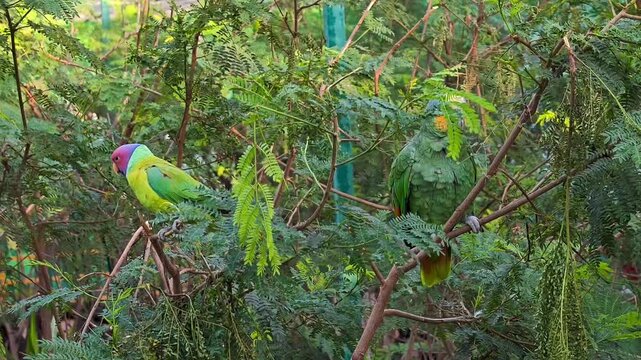 Plum-headed Parakeet and Orange-winged Amazon Parrot Perched on a Branch