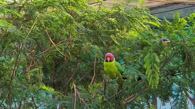 Plum-headed Parakeet and Orange-winged Amazon Parrot Perched on a Branch