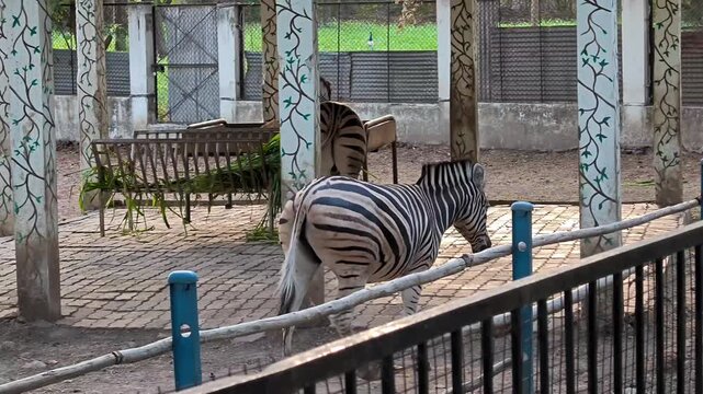 Zebra behavior and activity in zoo enclosure