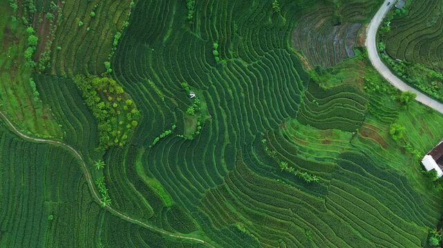 Top down drone shot of curved rice terraces with rural road
