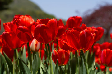Fototapeta premium A vibrant field of bright red tulips basks in the warm glow of afternoon sunlight. The central tulip is captured in sharp detail, showcasing its delicate, translucent petals and elegant form against a