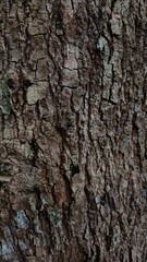 Fototapeta premium Close up texture of rough tree bark with natural moss and lichen. close up view.