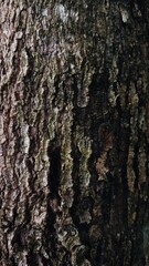 Obraz premium Close up texture of rough tree bark with natural moss and lichen. aged wood.