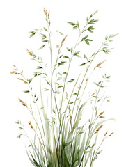 Fototapeta premium Watercolor illustration of a field grass with ears and leaves. Spring wild plant watercolor botanical sketch isolated on transparent background. 