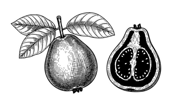 Engraved Guava Fruit Hand Sketched Vector for Packaging Design