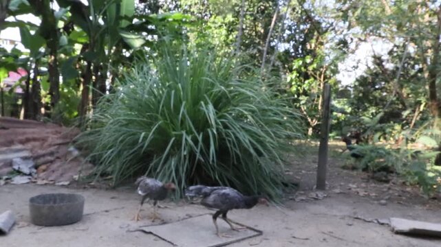 chickens pecking on the ground, free-range chickens in a traditional farming in a rural area in Java, Indonesia; the chickens raised traditionally