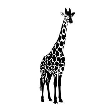 Elegant black and white giraffe vector illustration