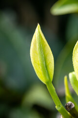 Obraz premium Close-up of Fresh Tea Bud on Tea Plant in Spring