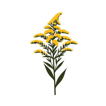 Vector illustration of a goldenrod plant with yellow flowers
