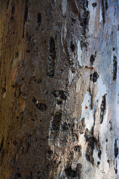 Texture of an old tree trunk with peeling bark and dark knots in soft natural lighting.