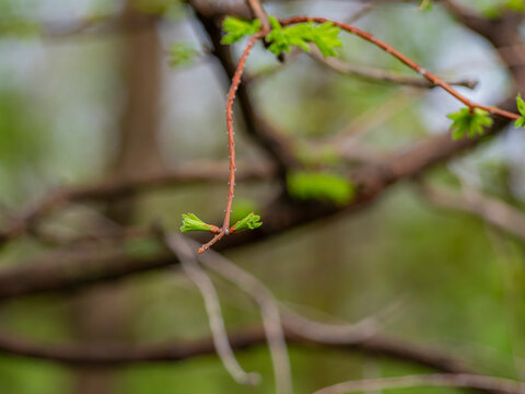 spring green buds on delicate twig against blur bokeh forest background