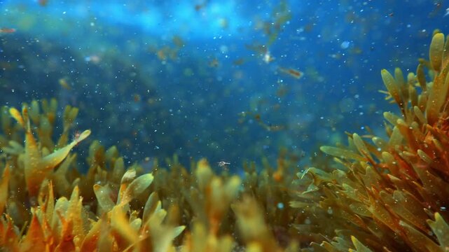 Camera moves backward over seaweed with algae fragments and particles floating in the current