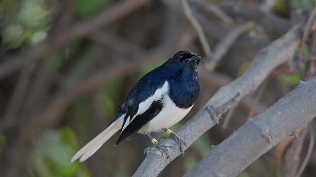 male Oriental Magpie Robin resting quietly on branch in outdoor wildlife scene with soft background.