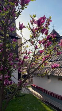 Saint Mark Orthodox Church stands in a courtyard with a magnolia tree under bright sunny daylight in Uzice, Serbia.
