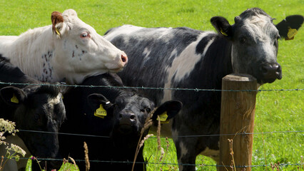 Dairy Cows Huddled Together Behind a Wire Fence in a Scottish Pasture © blueringmedia