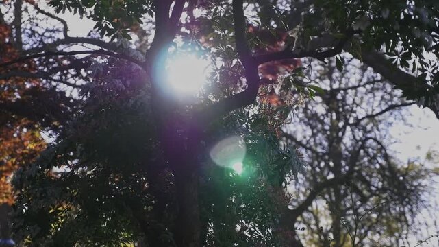 Smooth handheld camera movement glides rightward looking upward into dense green tree canopy while bright sunlight flares through silhouetted leaves creating colorful optical artifacts during spring d