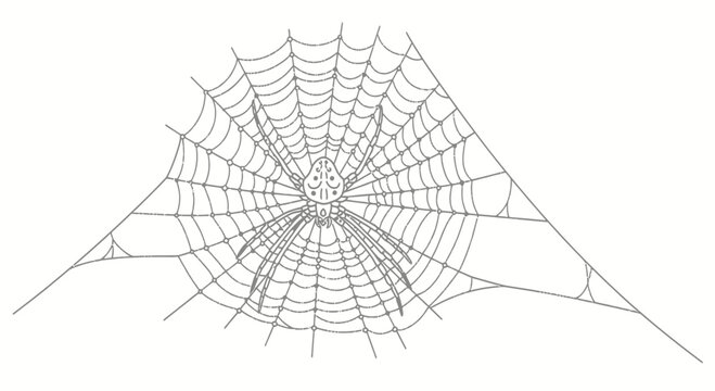 Detailed spider in its web vector line art illustration