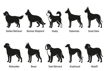 collection of dog breeds isolated on transparent background © Rashedul Haque Sakib