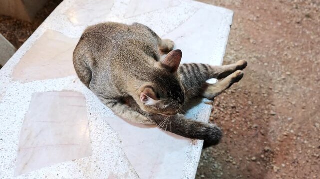 Playful cat enjoying leisure time table cozy outdoor space series close-up relaxation