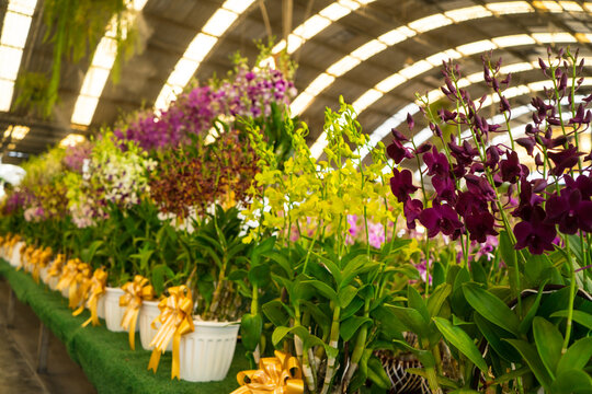 Colorful Orchids in flowerpots and hanging  from the ceiling of steel beam,Glass house interior design with dome and skylight of ornamental shrubs with sunlight.