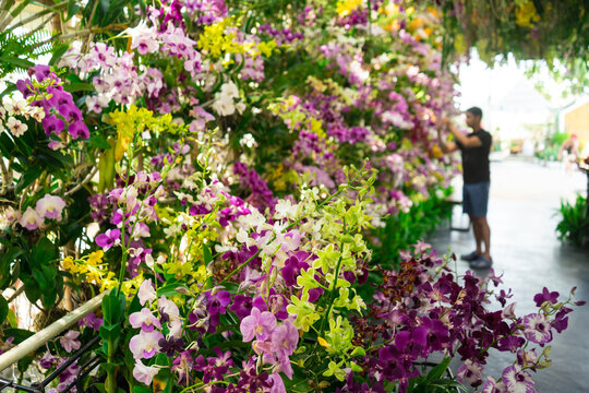 Orchid garden.A shot of national beautiful with walk way for take a break and study the nature on summer day with sunlight in the Blooms park.Concept forest in the city,Thailand.