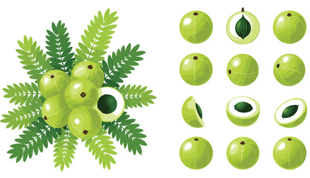 Indian gooseberry amla vector illustration set with whole fruits, cut sections and leaves, Ayurvedic superfood, fresh green organic fruit, botanical flat design isolated