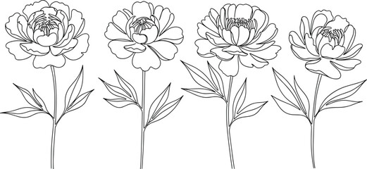Floral line art illustration, elegant flower outlines, botanical stem and leaves, peony rose style blooms, decorative nature vector design © IMTIAZ
