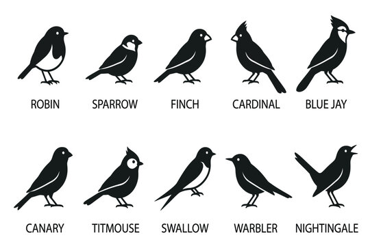 collection of various bird species silhouettes isolated on transparent background