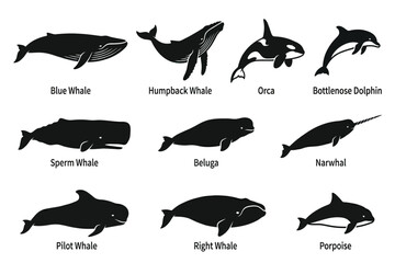 collection of various whale species silhouettes isolated on transparent background © Rashedul Haque Sakib